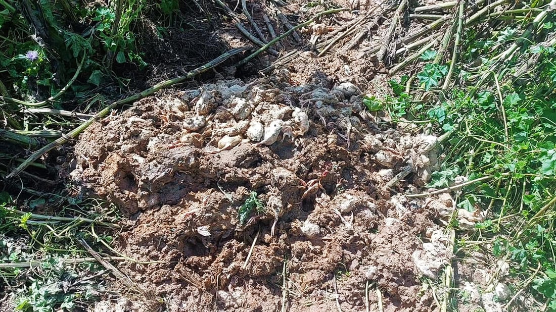 له‌ كێڵگه‌یه‌كی په‌له‌وه‌رى ته‌قته‌ق زیاتر له‌ 7000 جوجكه‌ مرداربوونەوە