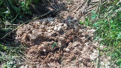 له‌ كێڵگه‌یه‌كی په‌له‌وه‌رى ته‌قته‌ق زیاتر له‌ 7000 جوجكه‌ مرداربوونەوە