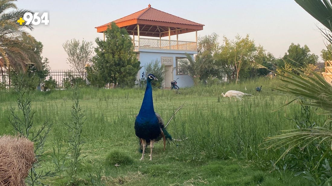 شاليهات على شط العرب شامل خدمة الغزلان والطواويس بنصف مليون.. صور من أبي الخصيب