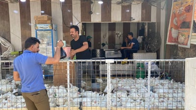 يموت أثناء البيع.. الحر يفتك بدجاج البصرة والسعر ازداد ألف دينار (صور)