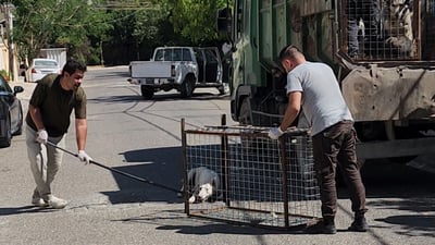 چیتر سەگەکانی کەرکوک بە تاپڕ ناکوژرێن