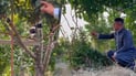 Farmer grafts 7 grape varieties onto single vine using cement sack paper