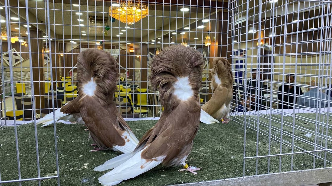 فيديو: طيور الأنبار أخذت كل جوائز البصرة.. وقفة عسكر وحركة رأس وسحر “الجاكوبين”