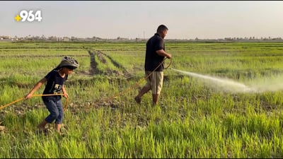 فيديو من حقول العنبر الخلابة في المشخاب: الفلاحون يرشون المحصول بـ “الكاسح”