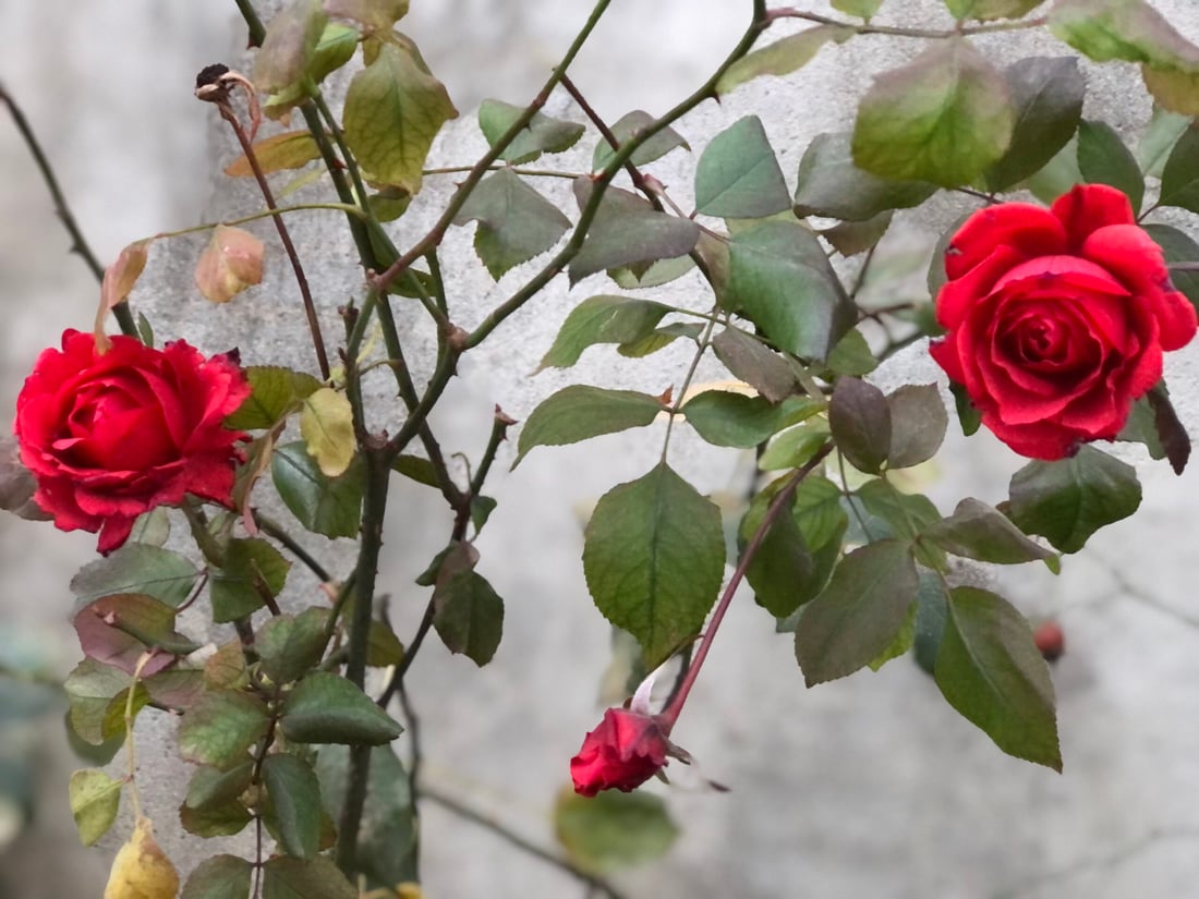 لەناو سەرما و بەفری پێنجوێن گوڵەباخەکان هەر گەشن