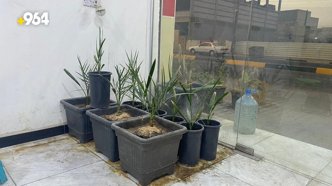 صور من البصرة: “أبو سجاد” يبيع أجود النخيل والسر في مختبرات البرحي و”العجوة”