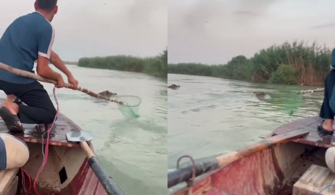 Farmers in Salah al-Din turn to killing wild boars raiding their land