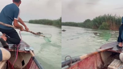 Farmers in Salah al-Din turn to killing wild boars raiding their land