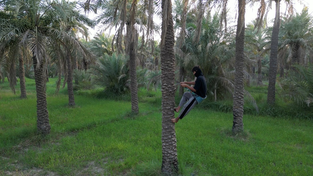 Farmers in southern Iraq enter date palm ‘khalal’ stage with traditional fruit bunch propping