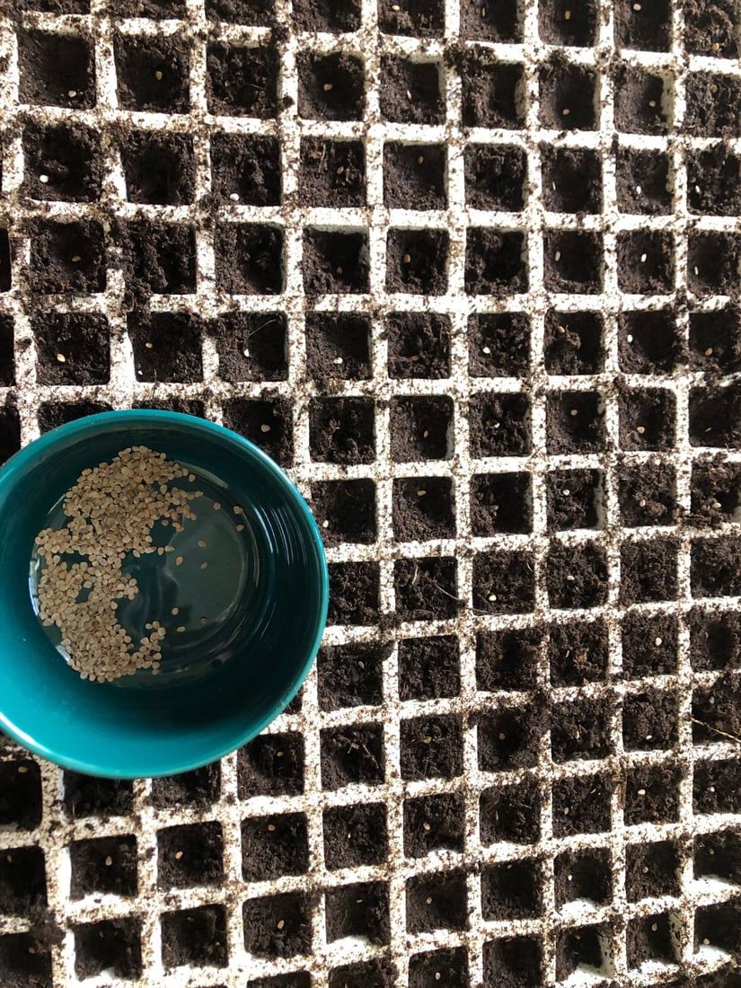 وەرزی چاندنی تۆوی بەرهەمی کشتوکاڵی لە پێنجوێن دەستیپێکرد