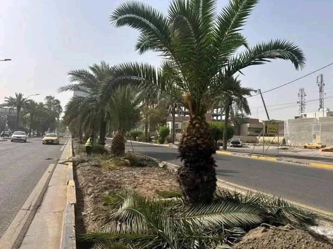 بلدية المنصور عن قلع أشجار شارع اليرموك: مريضة ونخشى سقوطها على المواطنين