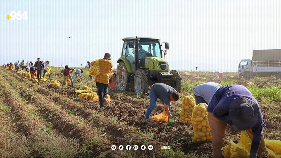 زراعة دهوك: نودع البطاطا في مخازن مبردة بعد تحقق الاكتفاء والمحصول زاد 70%