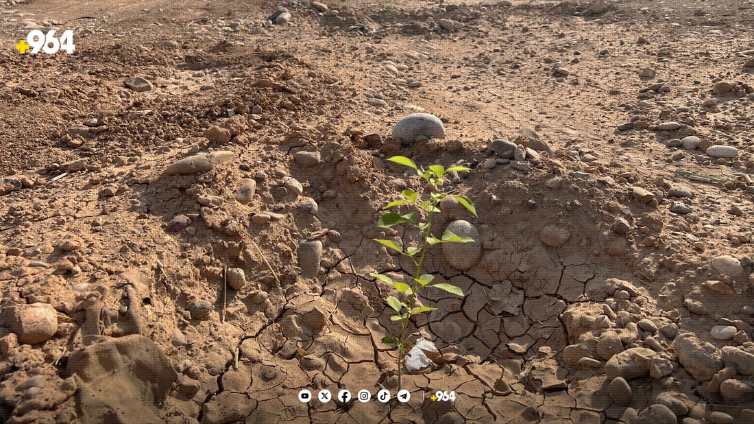 لە شەمامک دەست بەچاندنی حەوت هەزار دار کرا