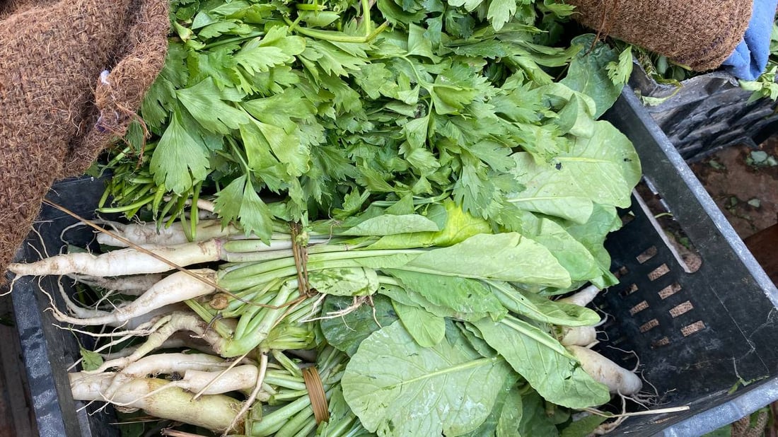 كم تربح؟.. دردشة مع “أبو ستوتة” خضار في البصرة: سيأتينا الريحان مبرداً من أربيل