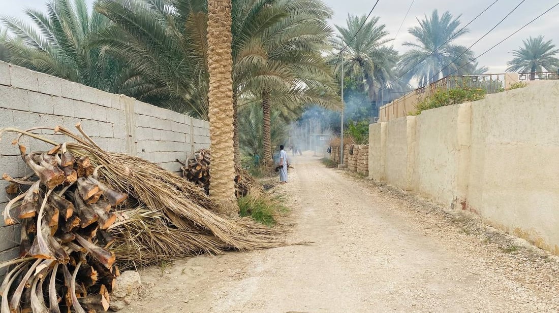 كربلاء: “صواعيد” النخيل نادرون في الحسينية.. وطولها الباسق يرفع الأجور