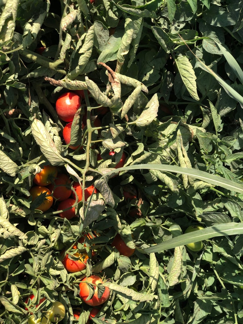 تەماتەی ئێرانی داغڵکرا و تەماتەی خۆماڵیش بەهاکەی لەدەستدا