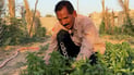 تزوّج عراقية ولن يعود.. فلاح مصري يده مباركة على نباتات خان بني سعد (فيديو)