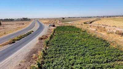 لدى مصطفى أسعد 2 دونم ثم صارت جنة يمكن للجميع قطافها على طريق جلولاء