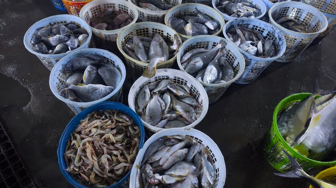 صور: 30 طناً من السمك في مرسى النقعة.. “خلي الفقير ياكل”