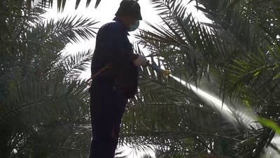 درون 964 تهبط في بساتين البصرة الساحرة وترصد تحصين النخيل (فيديو)