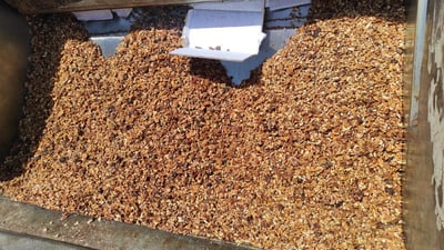 یەک تۆن کاکڵە گوێزى خراپ بوو دەستى بەسەرداگیرا