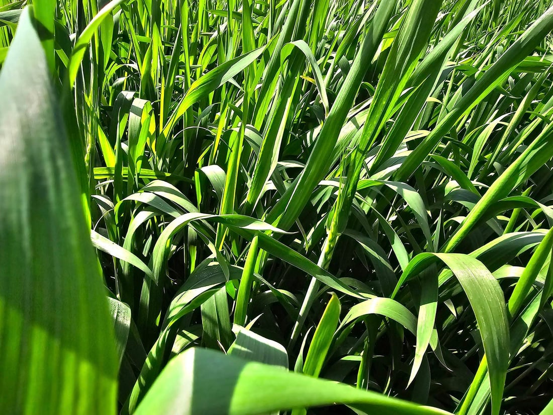 له ‌هه‌ولێر به‌دواداچوون بۆ چاندنى گه‌نمه‌ خۆماڵییه‌كه‌ ده‌كرێت