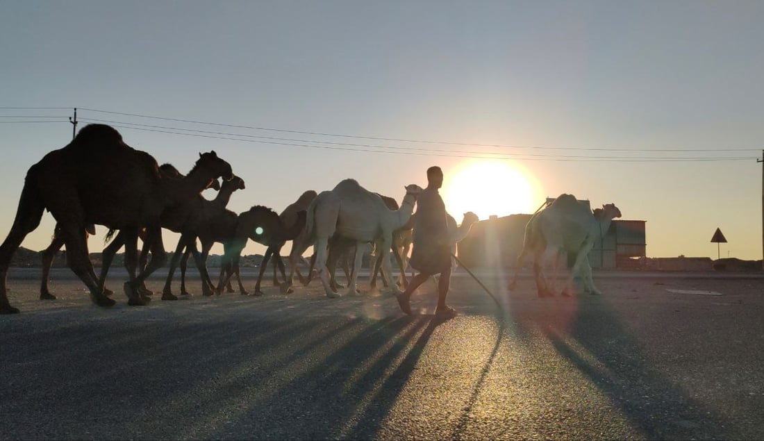 فيديو: البعران البيضاء الجميلة سرقت الأضواء في كركوك “وألبانها شفاء”