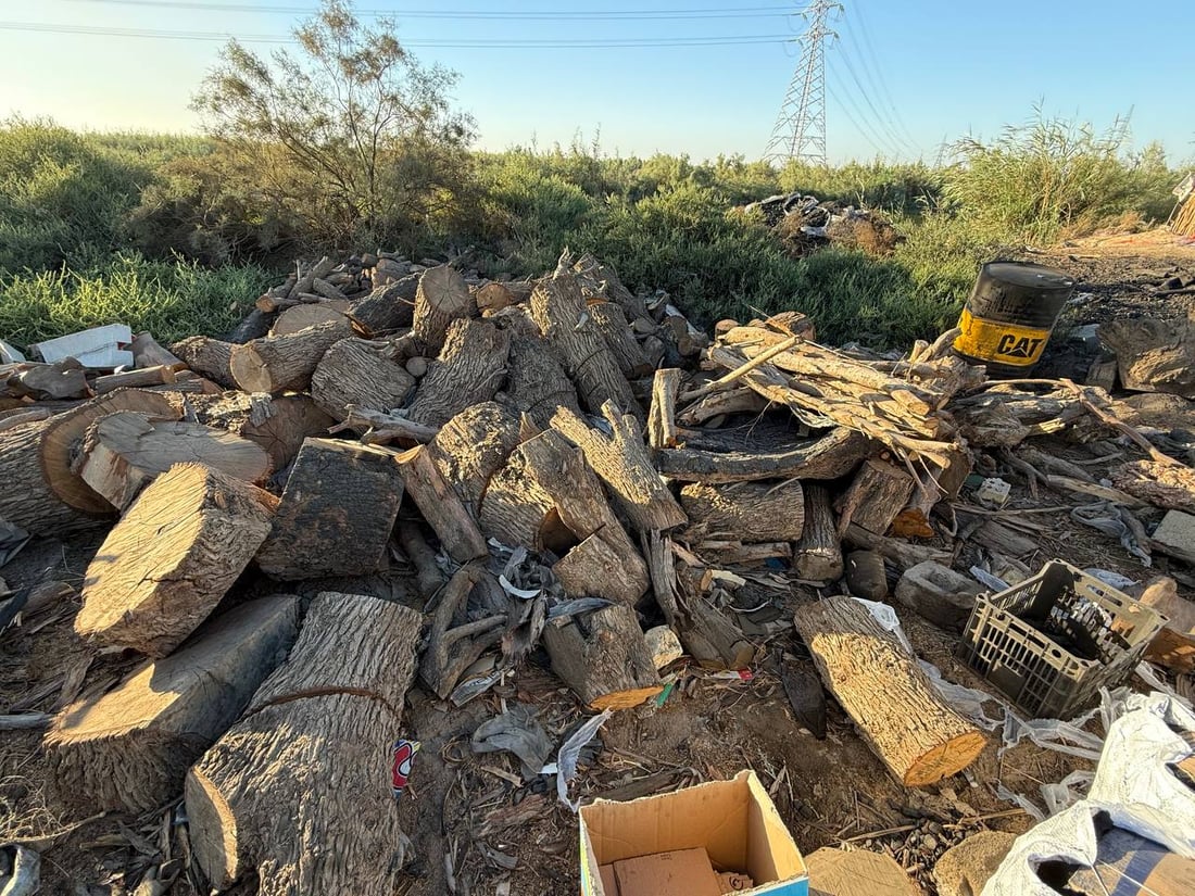 البصرة وجدت فائدة للشجرة السيئة.. شاهد مراحل الإنتاج