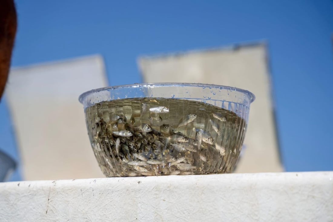 200 هەزار پەنجەماسی خرانە ناو بەنداوی خنس