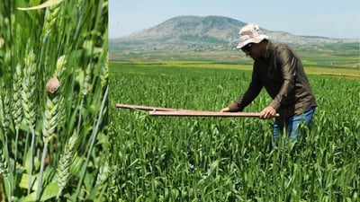 مێرووی “سن” لەناو گەنمی چێندراوی سنووری دهۆک بڵاوبووەتەوە