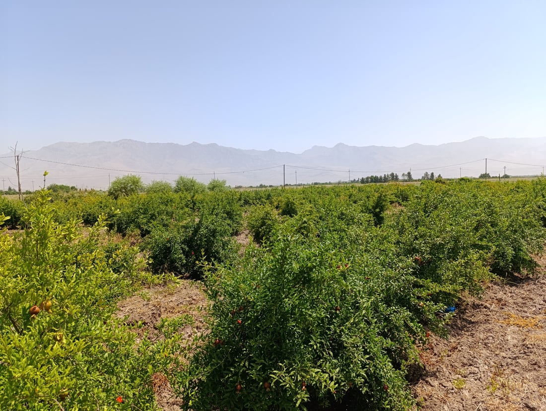 باخە هەنارەکانى هەڵەبجە نەخۆشن