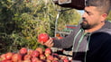 Palm trees help Kirkuk farmer double pomegranate harvest