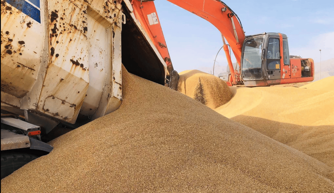 سبەینێ چەکی پارەی گەنم لە هەڵەبجە دابەشدەکرێت