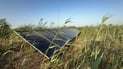 Basra farmer combines solar power and fixed irrigation to boost yields, cut water use