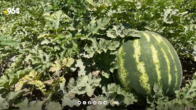 شووتی ئەمساڵ تامی خۆش نەبوو