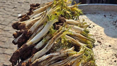 نۆبەرەی کەنگری ئەمساڵ هاتوەتە بازاڕەوە و نرخەکەی ئاگر ئەکاتەوە