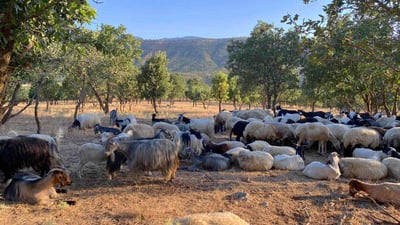 کوشتارگەی هاوچەرخی سلێمانی بۆ هاوڵاتیان: لای ئێمە ئاژەڵەکانتان سەرببڕن