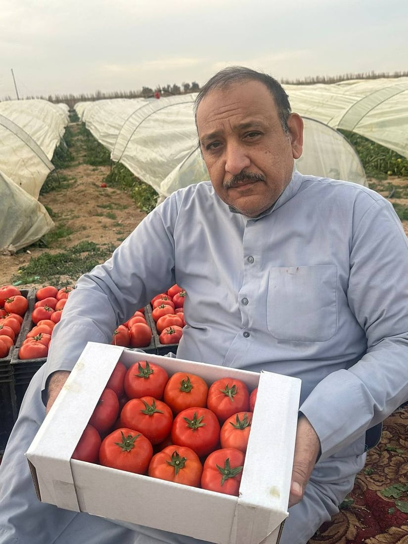 الزبير تؤسس “تحالف الطماطة” وهذه صور أول طن.. تغليف فاخر والأسعار بلاش
