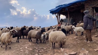 “بڵاوبوونه‌وه‌ى تاى خوێنبه‌ربوونی ئاژەڵ هیچ په‌یوه‌ندی به‌ جه‌ژنى قوربانه‌وه‌ نییه‌”