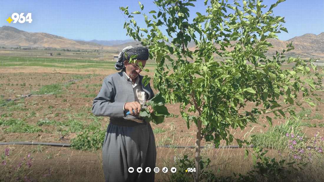 کۆمەڵێک خۆبەخشی پێنجوێن 17 هەزار دار توویان چاندووە