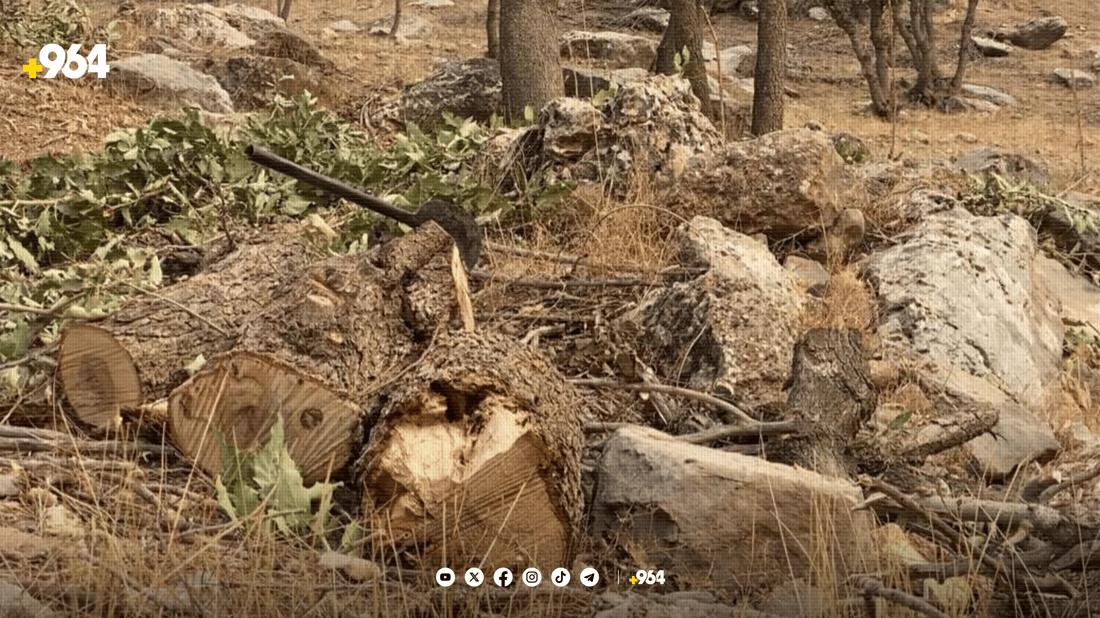 داربڕین لە دهۆک کەمی کردووە