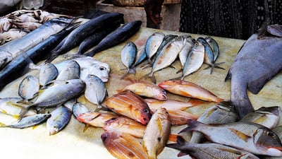 السليمانية: حظر الصيد في البحيرات والأنهار مع حلول موسم تكاثر الأسماك