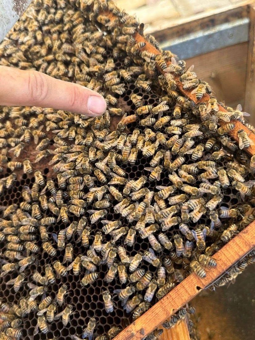 كربلاء تطلق حملة مجانية لمكافحة “النوزيما”.. دعوة لمربي النحل لتسجيل مناحلهم