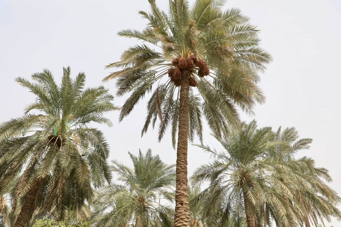 سوەیرە؛ پایتەختى خورماى عێراق