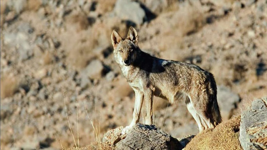 گورگێکی برسی قوڕگی منداڵێکی هەشت ساڵانی بڕی