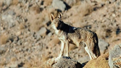 لە گوندى بەرزێوە؛ سێ گەشتیار لەلایەن ئاژەڵى دڕندەوە دەورە دران
