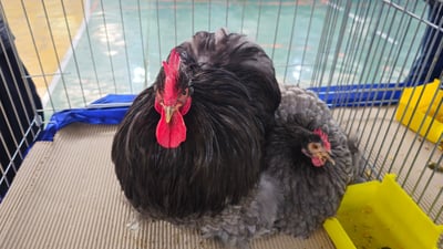 کۆیە یەکەم فێستیڤاڵی جوانترین پەلەوەری لێ ئەنجامدرا