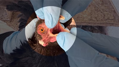 له‌ كه‌ركوك رێكاره‌كان له‌دژى بڵاوبوونه‌وه‌ى ئه‌نفله‌وه‌نزاى باڵنده‌ چڕكراونه‌ته‌وه‌