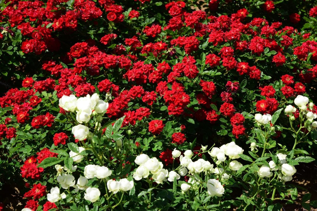 رۆژانە 240 ئامێر و مەكینەی جۆراوجۆر لە هەڵمەتی بڕینەوە و خزمەتكردنی پاركەكاندا كاریان كردووە.