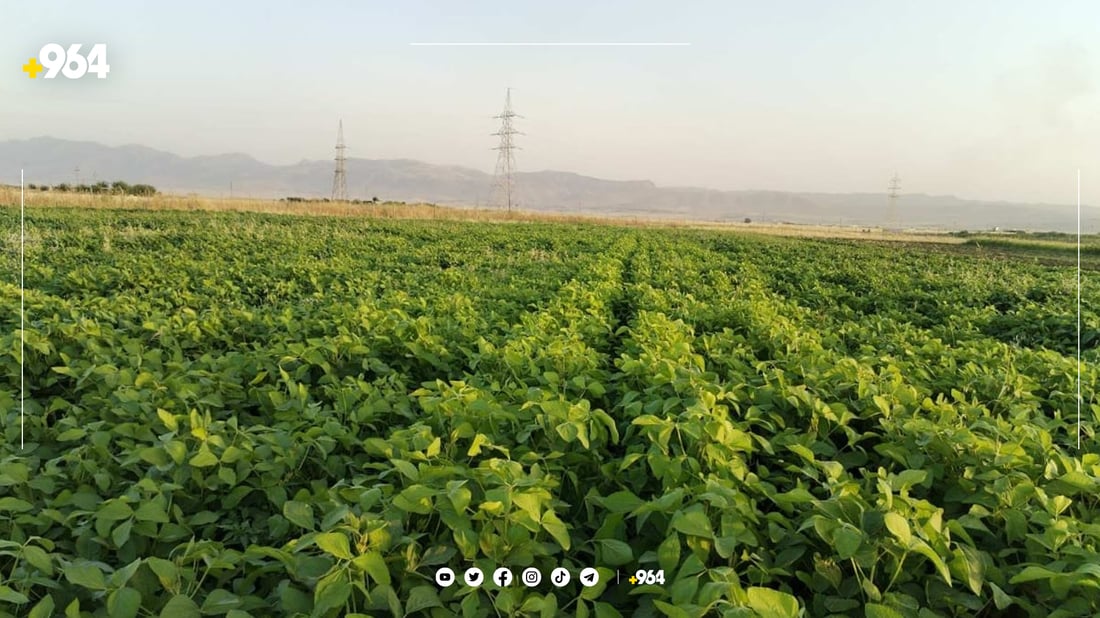 جوتیارێک: بەرهەمی سۆیا یەک و 300 دەهێنێت